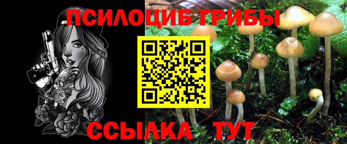 Черняховск  где купить наркотик  Вход с VPN  Галлюциногенные грибы Psilocybine cubensis 
